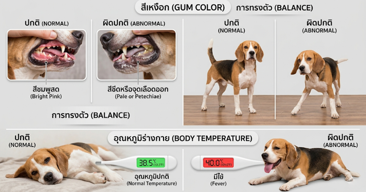 Infographic สรุป 5 สัญญาณฮีทสโตรกในสัตว์เลี้ยง
