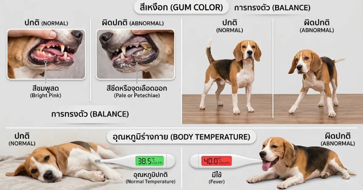 Infographic สรุป 5 สัญญาณฮีทสโตรกในสัตว์เลี้ยง