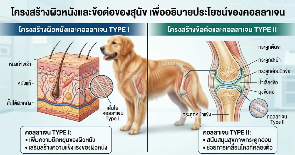 ประโยชน์ของคอลลาเจนต่อสัตว์เลี้ยง กราฟิกแสดงส่วนต่าง ๆ ของร่างกาย