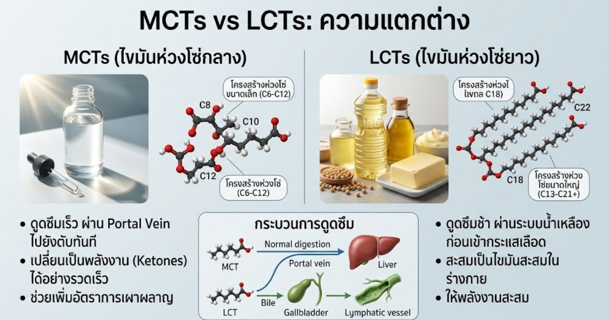 โครงสร้างโมเลกุล MCTs ในน้ำมันมะพร้าวสกัดเย็นสำหรับสัตว์เลี้ยง