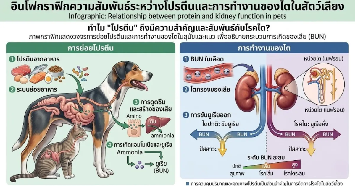 อินโฟกราฟิกความสัมพันธ์ระหว่างโปรตีนและการทำงานของไตในสัตว์เลี้ยง